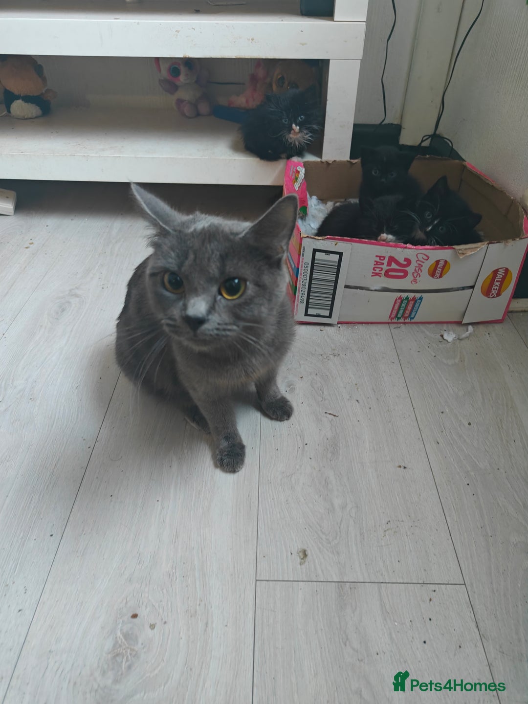 Domestic Shorthair cats for sale: 4 domestic kittens - Image 4