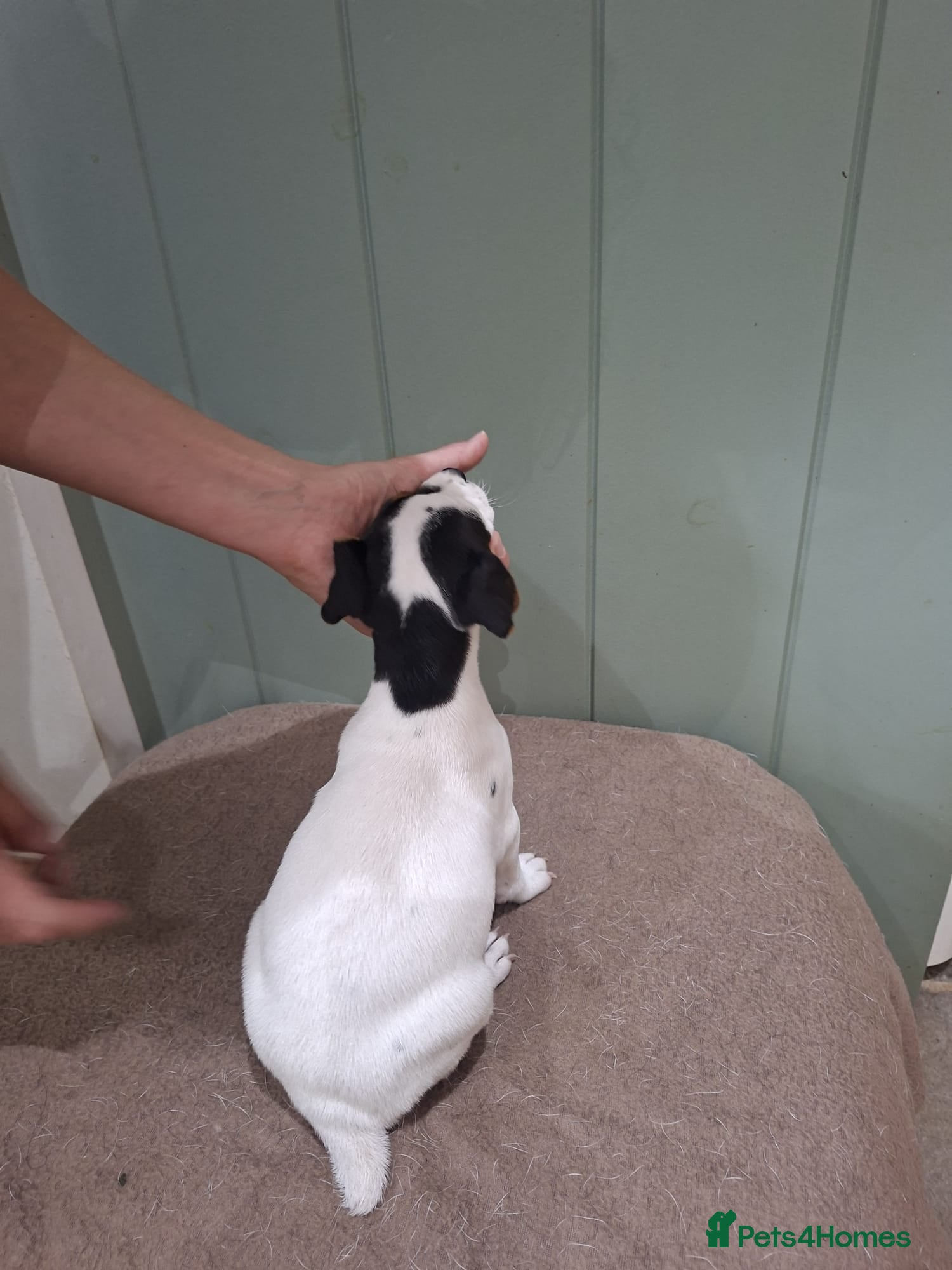 Jack Russell dogs Jack Russell Terrier Puppies for Sale - Advert 2