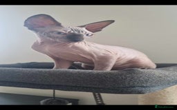 Sphynx cats for sale: Kanadian Sphynx 4 months Last One Girl in Hull - Image 11