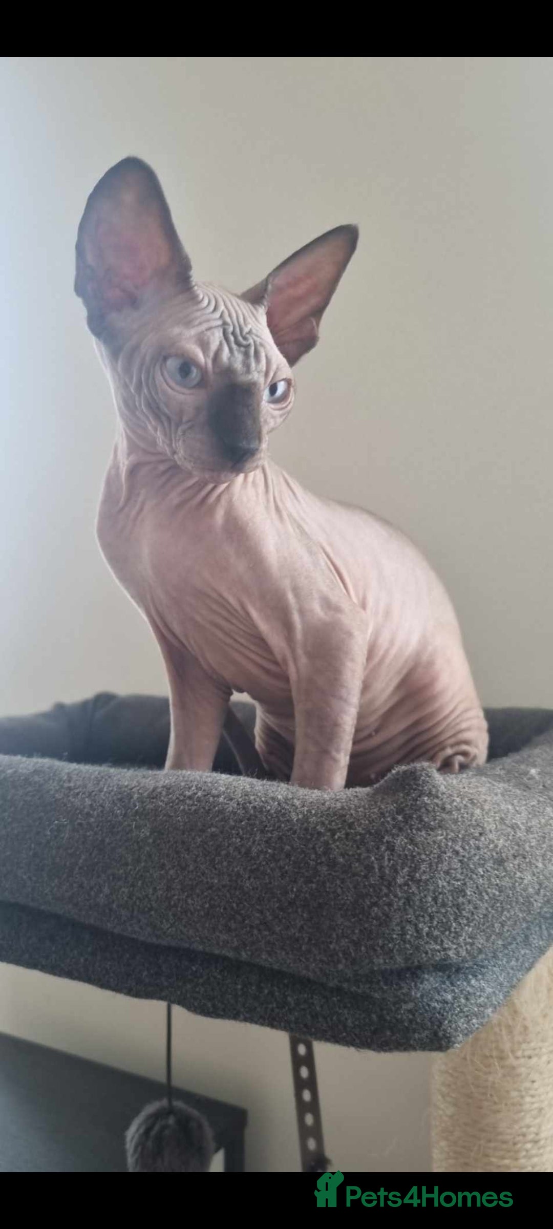 Sphynx cats for sale: Kanadian Sphynx 4 months Last One Girl in Hull - Image 11