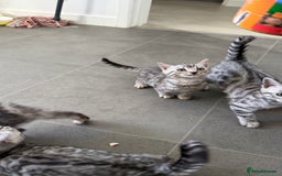 Bengal cats for sale: ❄️🐾Champion bloodline Snow Bengals 🐾❄️ - Image 12