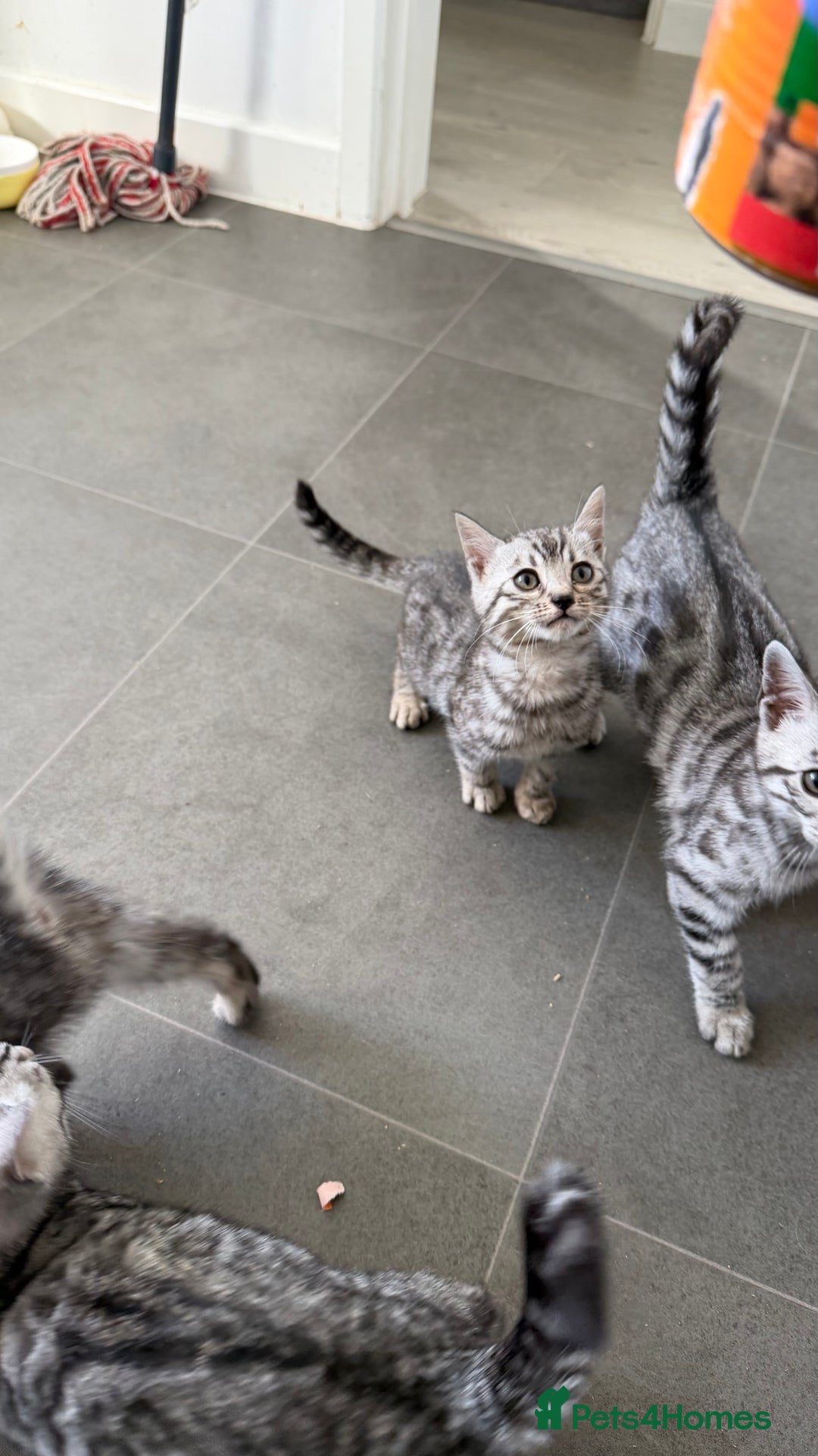 Bengal cats for sale: ❄️🐾Champion bloodline Snow Bengals 🐾❄️ - Image 12