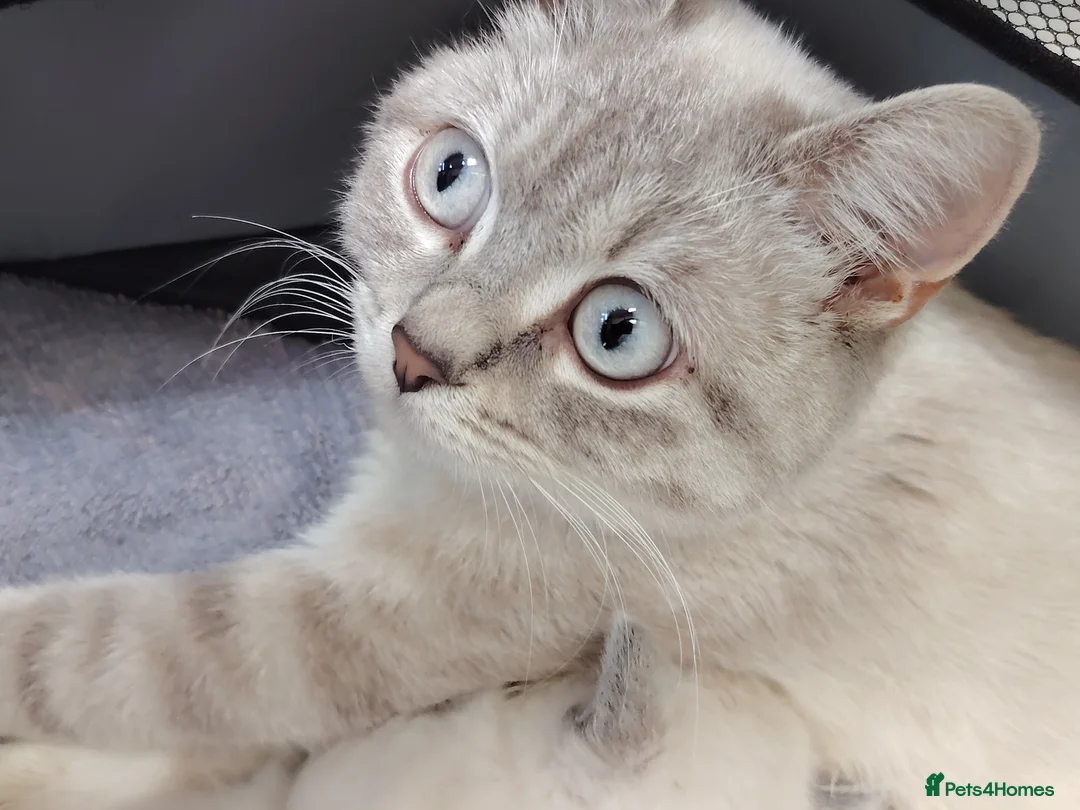 Ragdoll cats for sale: 1 male blue point Ragdoll Kitten  ready to leave  - Advert 6