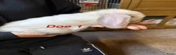 Mini Lop rabbits for sale: Gorgeous mini lop babies - Advert 8