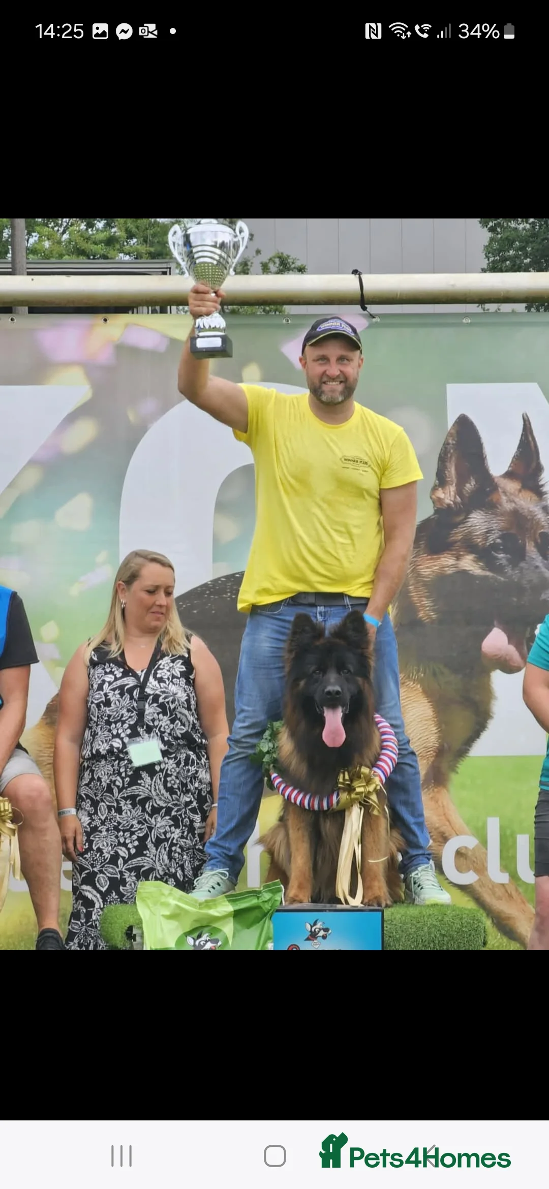 German Shepherd dogs for sale: OUTSTANDING long coat female puppy READY NOW - Advert 3