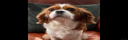 Cavapoo dogs for sale: F1 CAVAPOO PUPPIES  - Advert 4