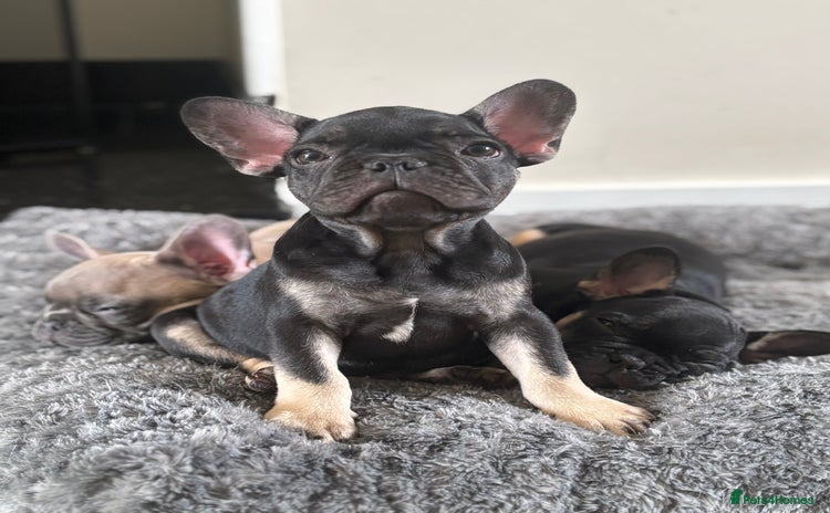 French Bulldog dogs - Advert 1