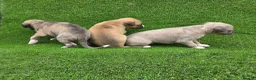 Whippet dogs for sale: Beautiful KC Registered Whippet Pups. - Advert 10