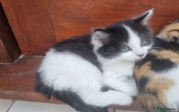 Mixed Breed cats for sale: Cute kittens  - Image 8