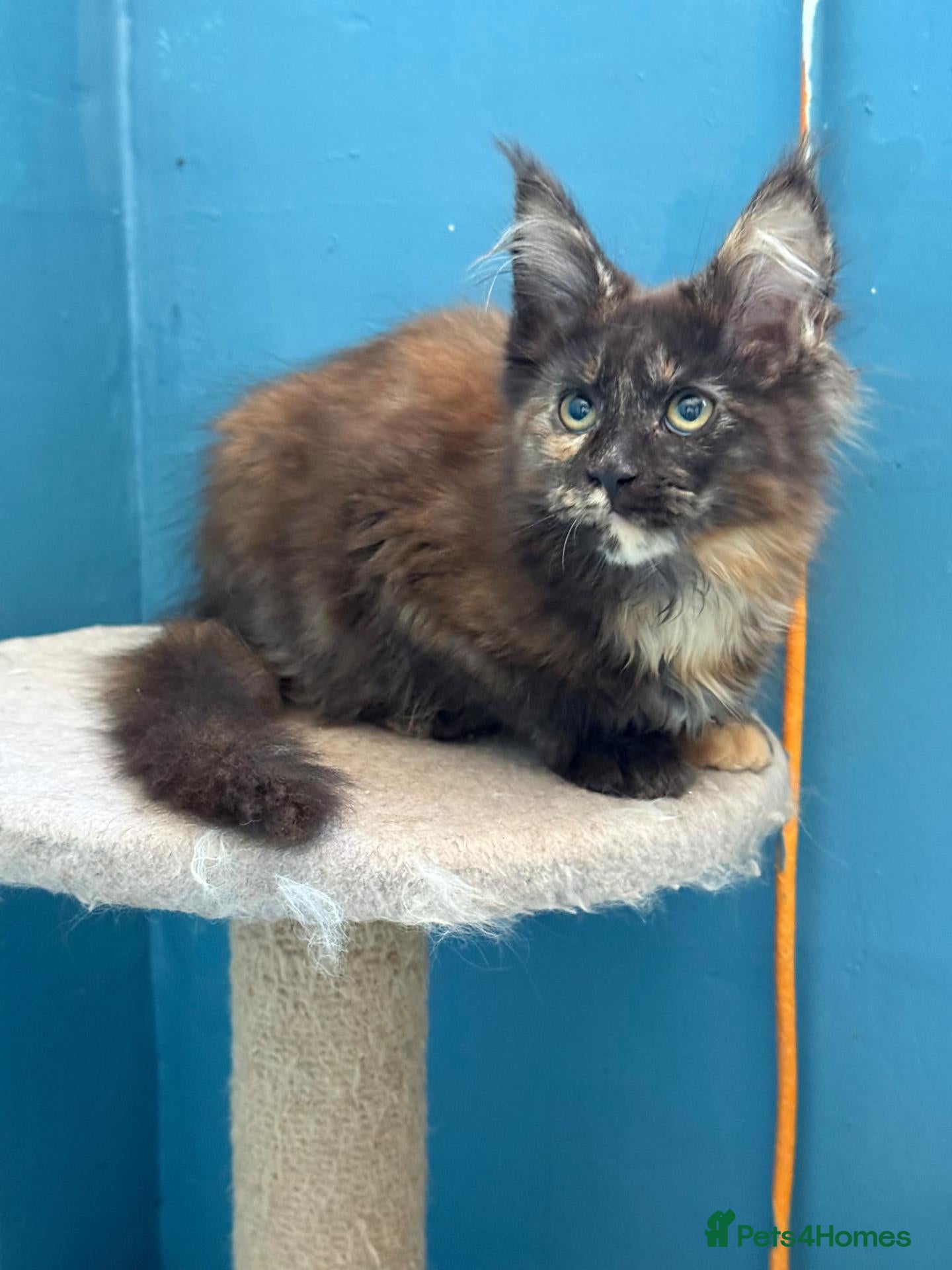 Maine Coon cats Beautiful TICA Reg kittens - Advert 4