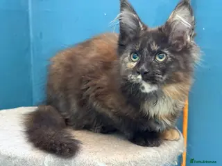 Maine Coon cats Beautiful TICA Reg kittens - Advert 1