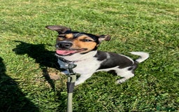 Jack Russell dogs for sale: Mini Jack Russel female - Image 1