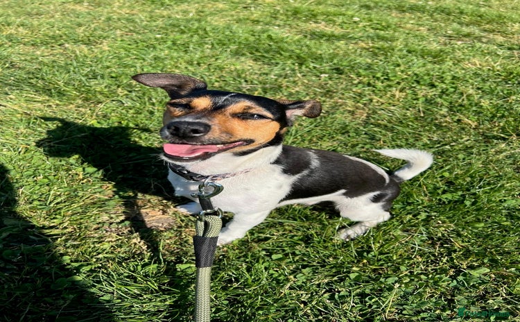 Jack Russell dogs - Advert 15