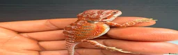 Bearded Dragon reptiles for sale: Stunning Baby Bearded Dragons – Monster x Spanish  - Advert 12
