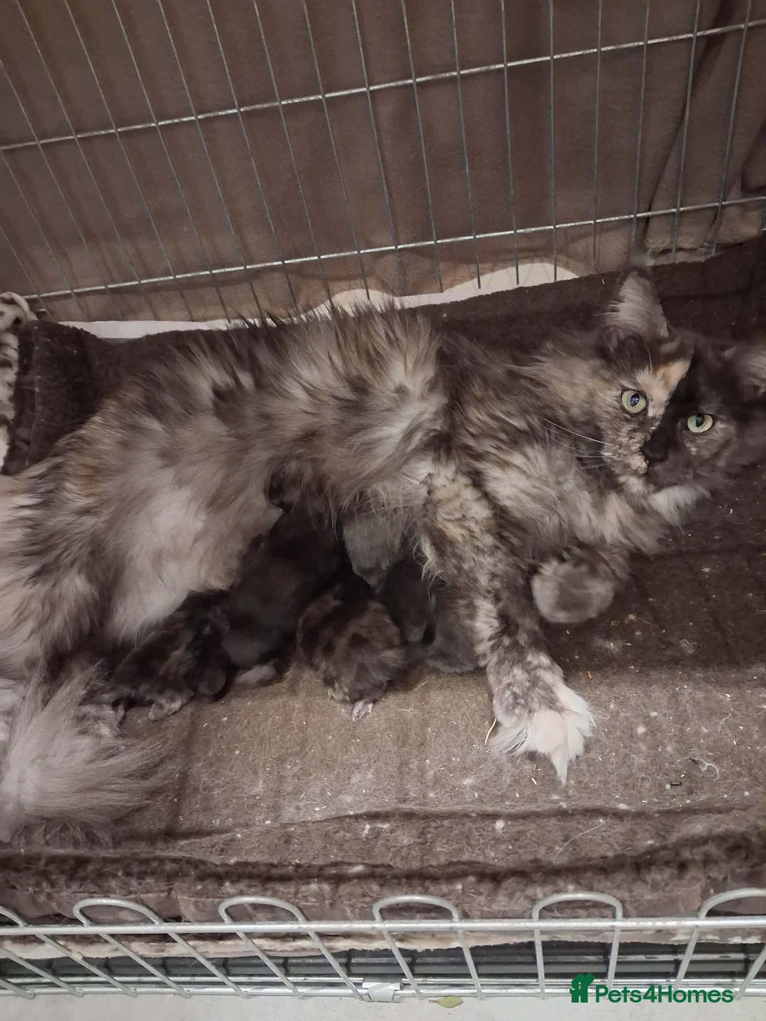 Maine Coon cats for sale: Pure Maine Coon Kittens - Advert 2