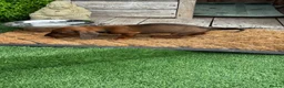 Miniature Dachshund dogs for sale: Miniature Daschund  - Advert 26
