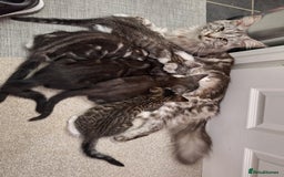 Maine Coon cats for sale: Maine Coon cross breed kittens 😸 😍  - Image 7