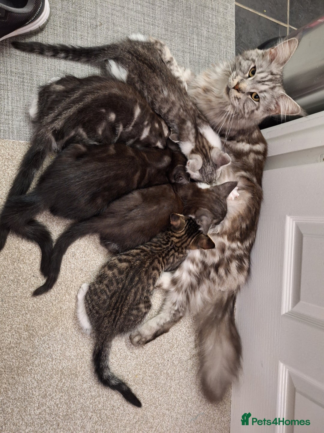 Maine Coon cats for sale: Maine Coon cross breed kittens 😸 😍  - Image 7