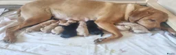 Labrador Retriever dogs for sale: KC Registered Labradors  - Advert 25