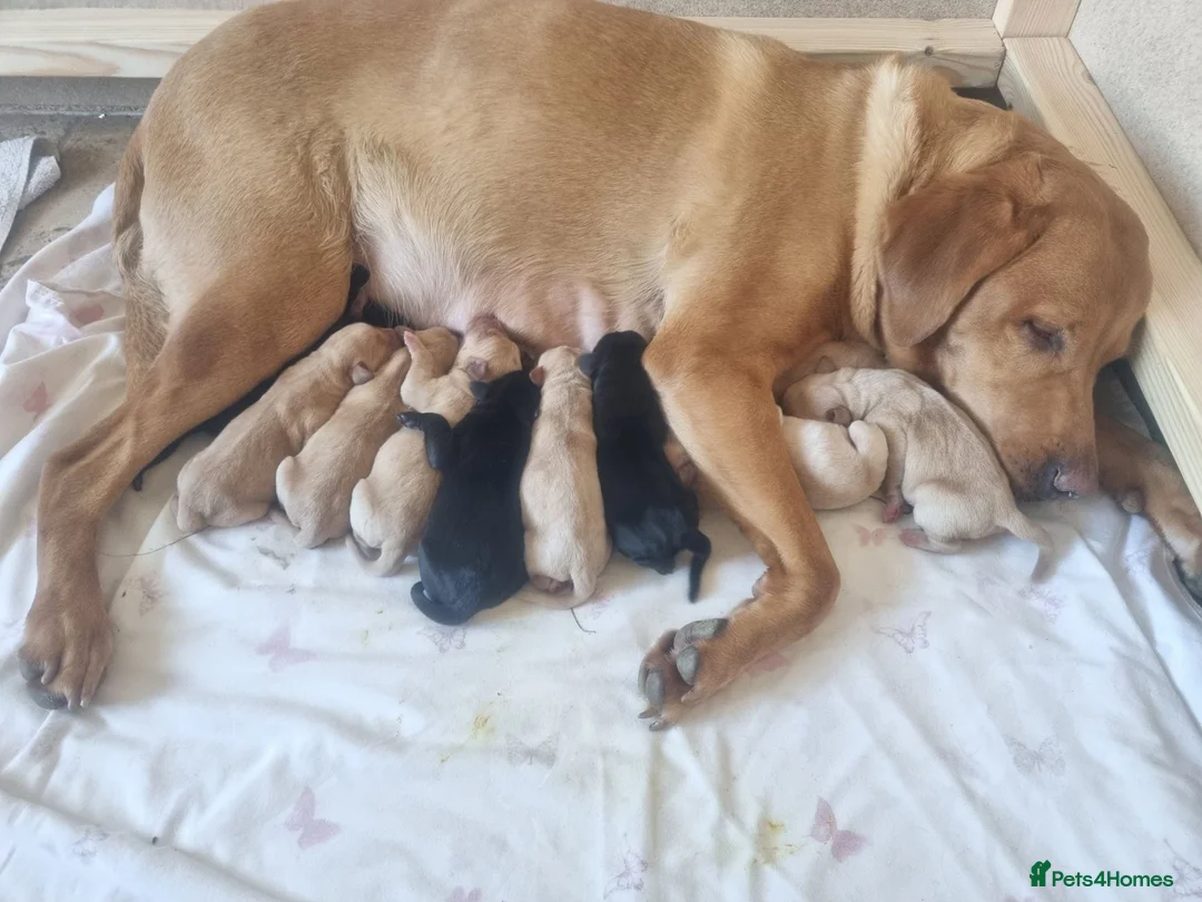 Labrador Retriever dogs for sale: KC Registered Labradors  - Advert 25