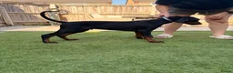 Dobermann dogs for sale: FINAL BOY REMAINING | READY NOW | RKC DOBERMAN - Advert 12