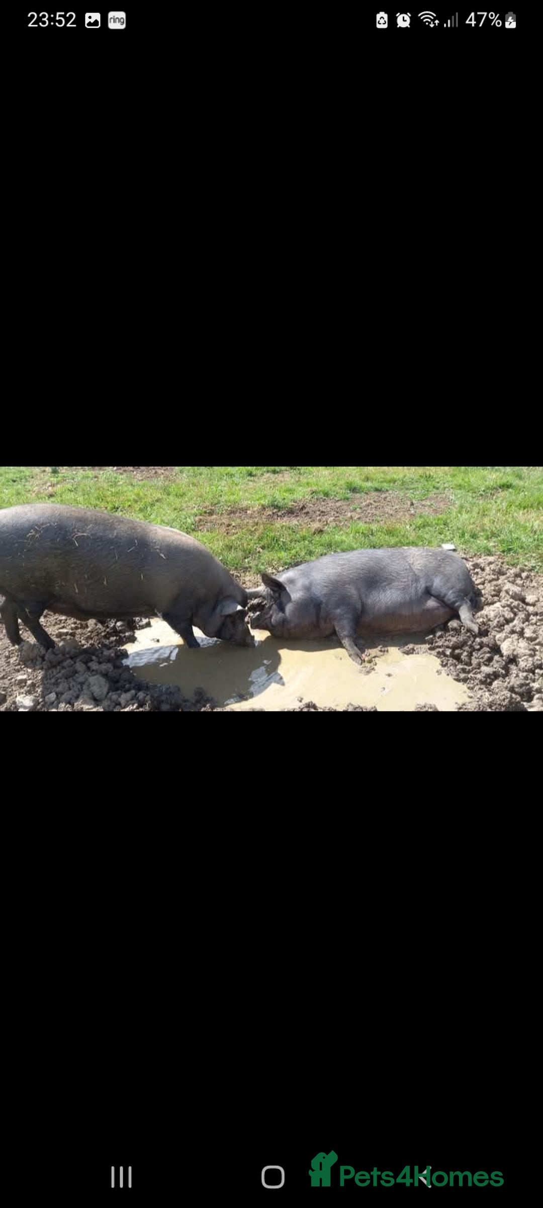 Pig livestock for sale: Ronnie and reggie  - Image 40
