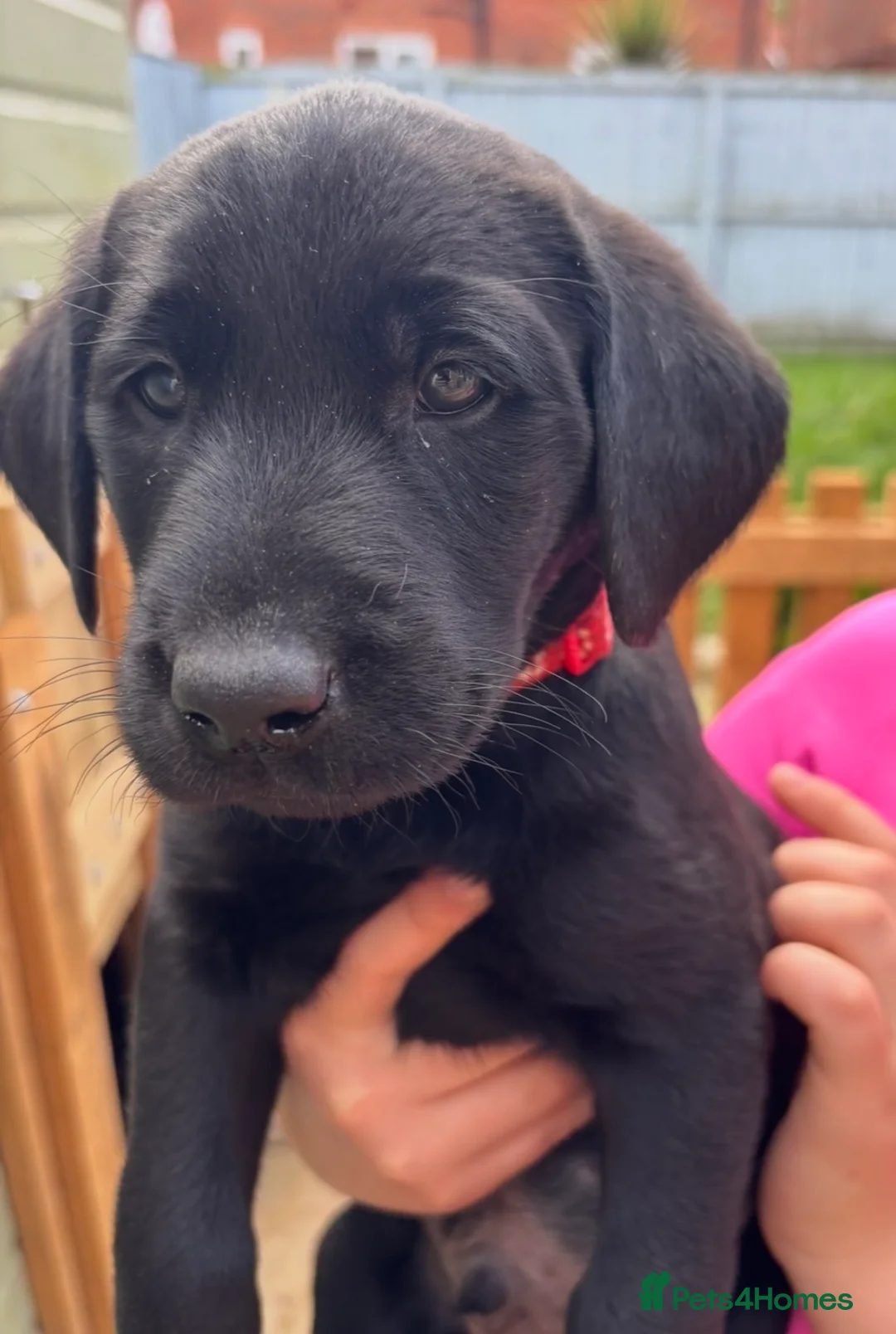 Labrador Retriever dogs for sale: Labrador puppies - Advert 10