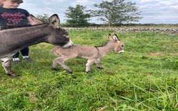 Miniature horses for sale: Miniature Mediterranean Donkey foals - Image 5