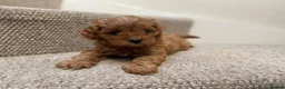 Cavapoo dogs for sale: F1 Male Cavapoo. From Health tested KC reg parents - Advert 10