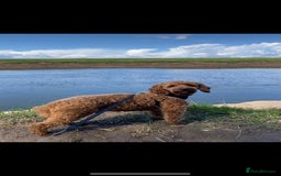 Miniature Poodle dogs for stud: extensively health tested red mini poodle in Swansea - Image 3