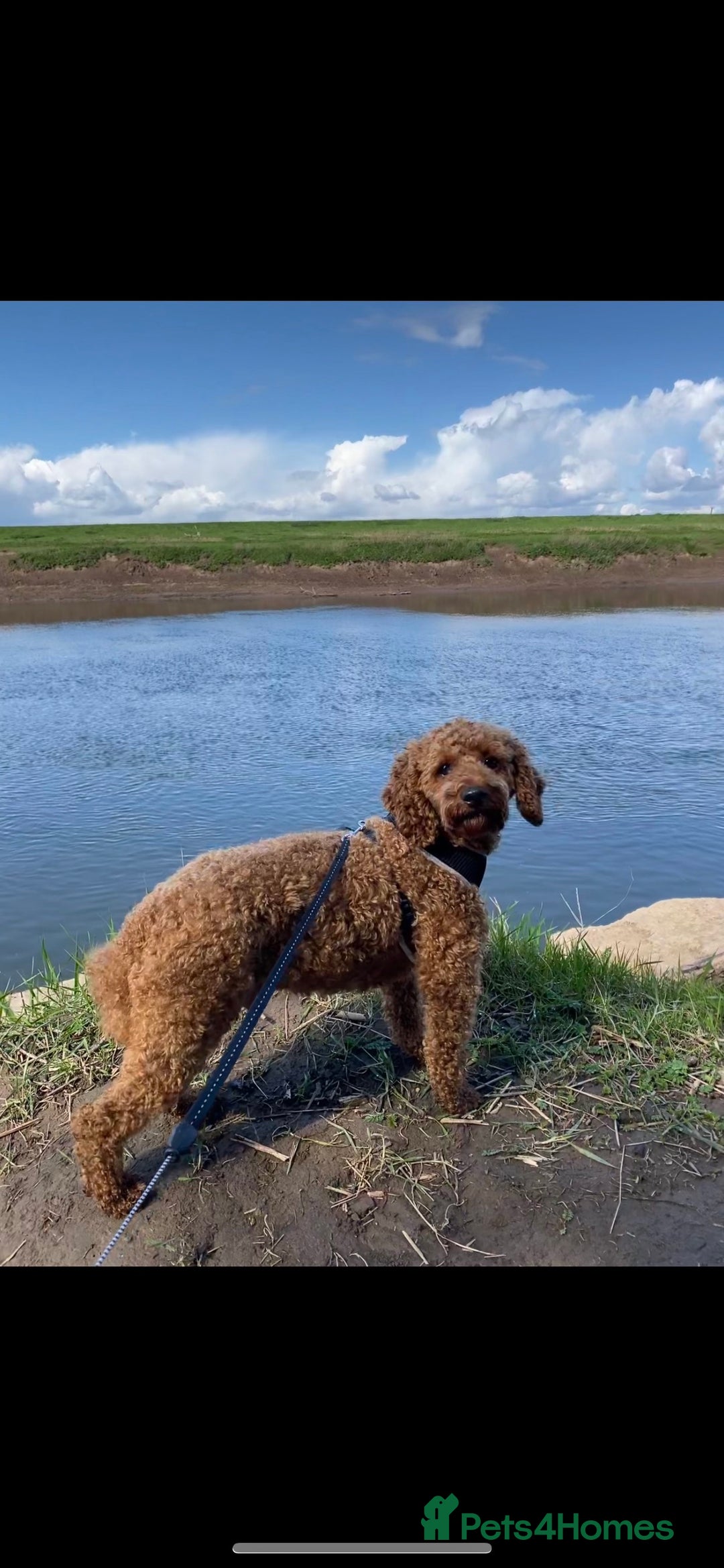 Miniature Poodle dogs for stud: extensively health tested red mini poodle in Swansea - Image 3