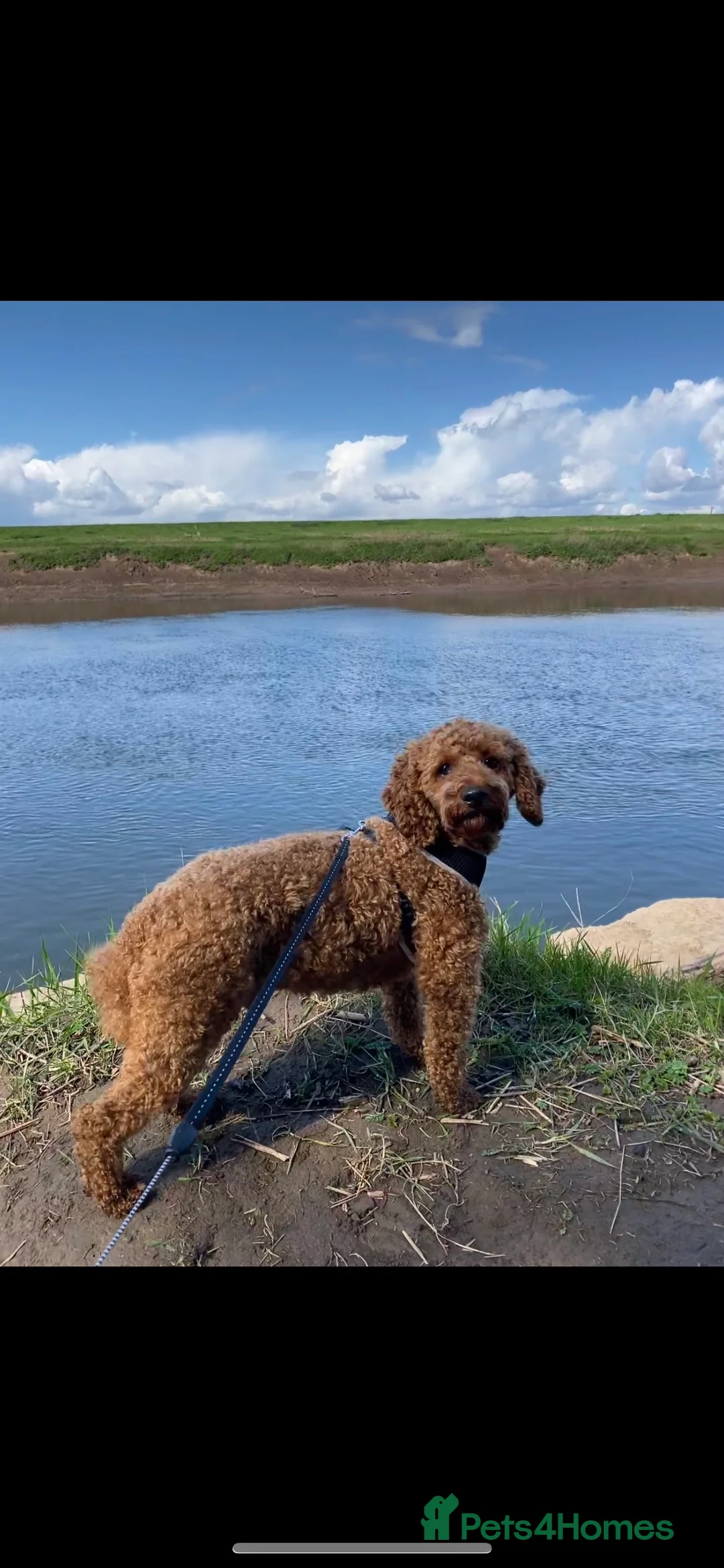 Miniature Poodle dogs for stud: extensively health tested red mini poodle in Swansea - Advert 3