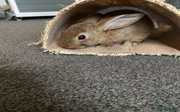 Rex rabbits for sale: 2 male rabbits for sale  - Image 5