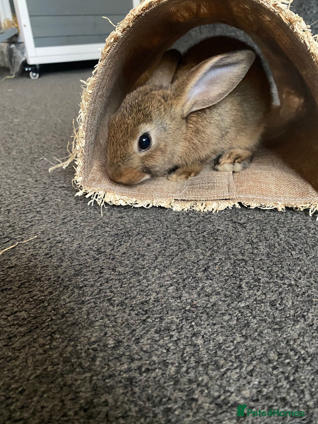 Rex rabbits for sale: 2 male rabbits for sale  - Image 5