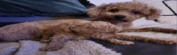 Toy Poodle dogs for sale: Toy Poodle Puppy  - Advert 6