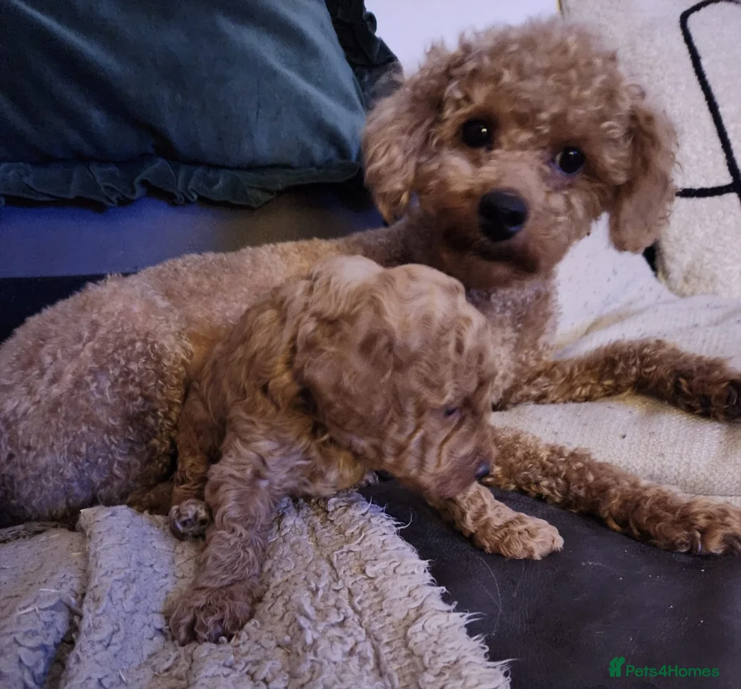 Toy Poodle dogs for sale: Toy Poodle Puppy  - Advert 6