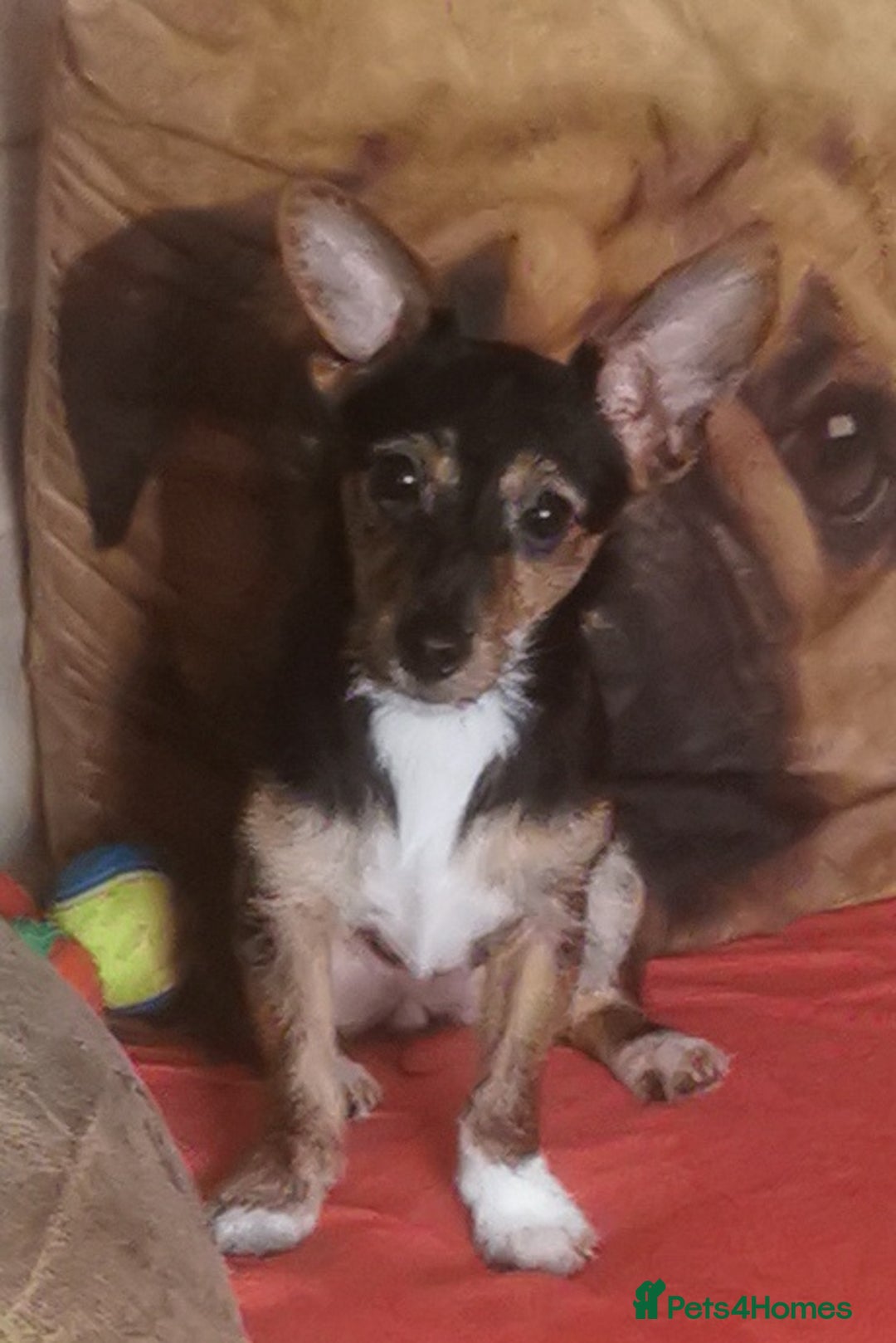 Jack Russell dogs for sale: Jack Russell puppies  - Image 1
