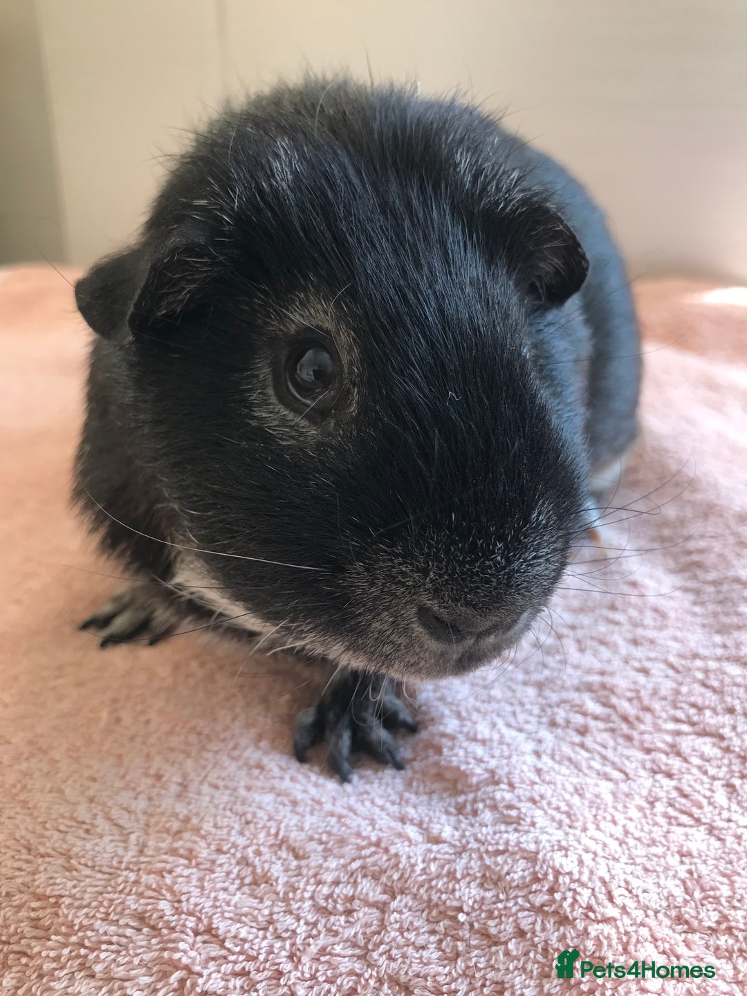 Guinea Pig rodents for sale: Two young Sows and Older boars - Image 7