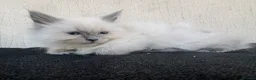 Ragdoll cats for sale: Pure ragdoll kittens  - Advert 11