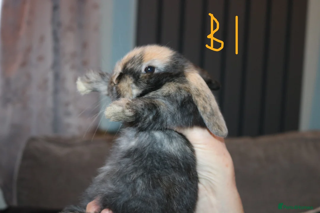 Mini Lop rabbits for sale: Mini Lop babies x 3 - Advert 2
