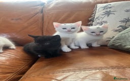 Mixed Breed cats for sale: Kittens Ready now  - Image 2