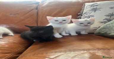 Mixed Breed cats - Advert 9