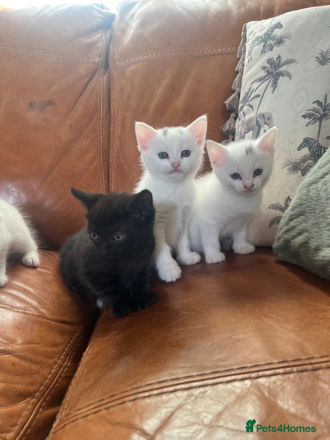 Mixed Breed cats for sale: Kittens Ready now  - Image 2