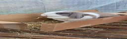 Mixed Breed rabbits for sale: 2x Female Rabbits in Warrington - Advert 4