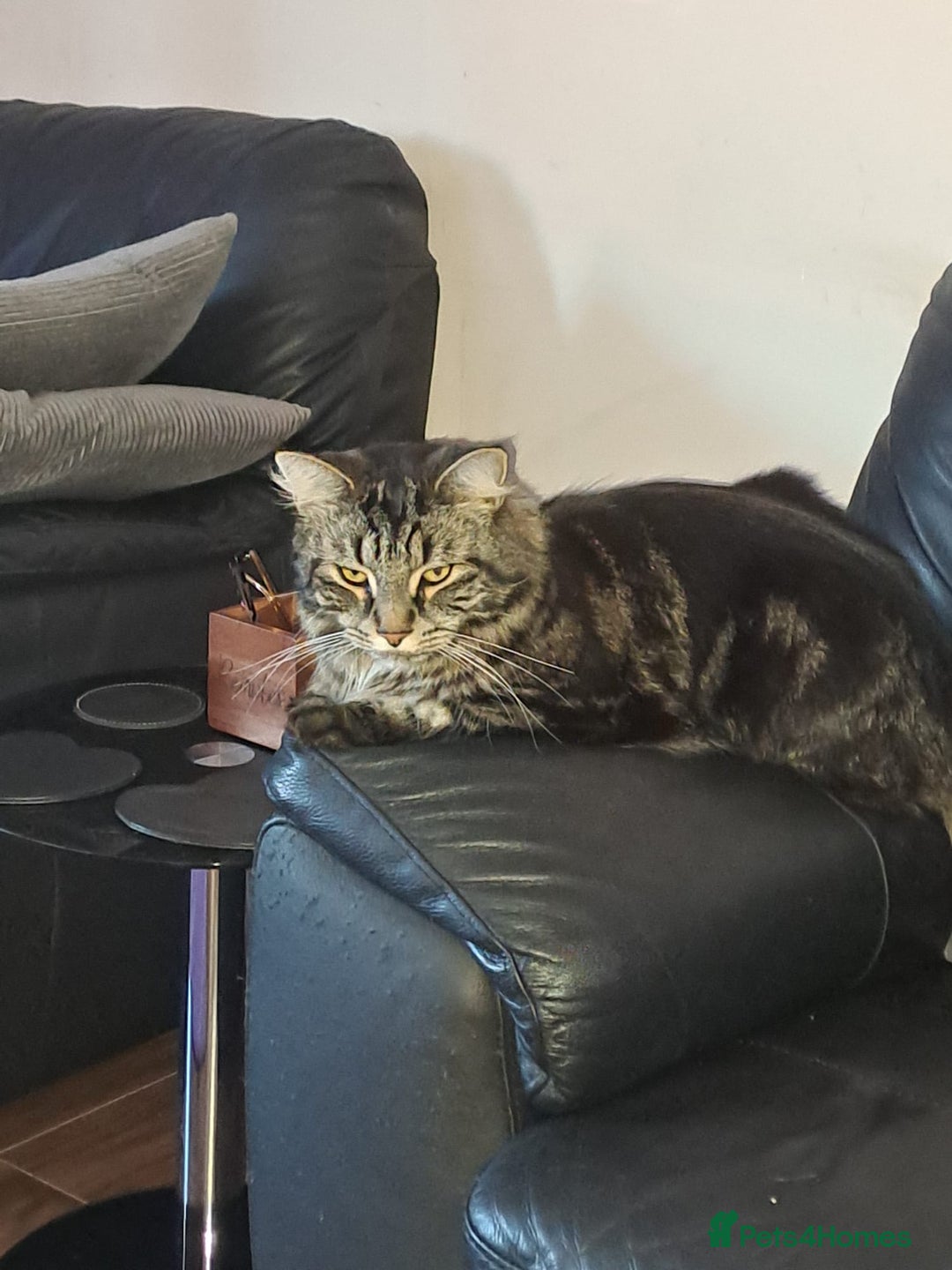 Maine Coon cats for sale: Gorgeous Boy - Advert 2