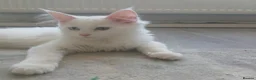 Mixed Breed cats for sale: Unique fluffy kitten for sale 😍  in Ipswich - Advert 6