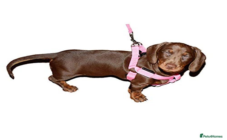 Miniature Dachshund dogs - Advert 5