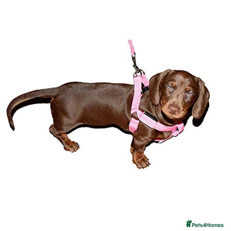 Miniature Dachshund dogs - Advert 2
