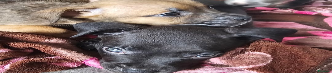Mixed Breed Puppy 2
