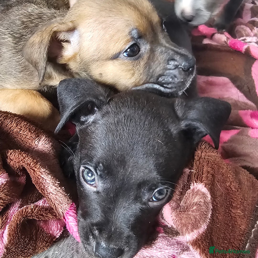 Mixed Breed dogs for sale: Accidental litter - Image 16